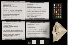 Foto (Objekt + Etiketten) von ? Longodromites sp. (NHMW-GEO-1990-0041-0067c)